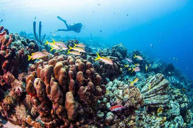From Phi Phi: Half-Day Trip for Certified Divers (2 Dives) - First stop: Ko Bida Nok and the chance of seeing sharks