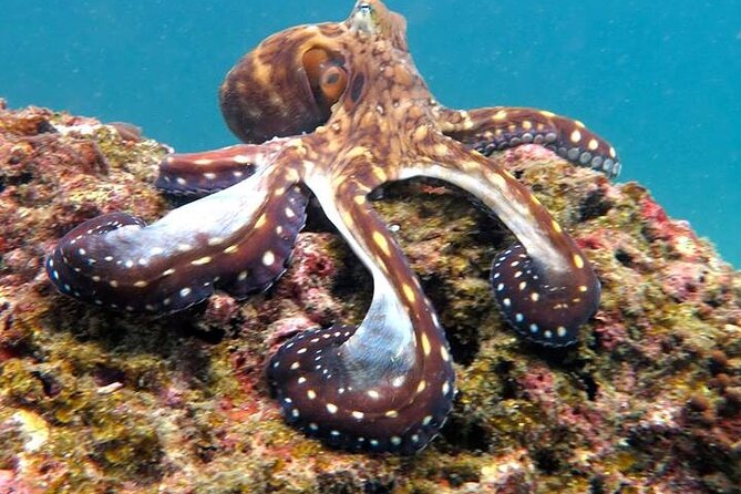From Phi Phi: Half-Day Trip for Certified Divers (2 Dives) - The Green Fins approach matters underwater