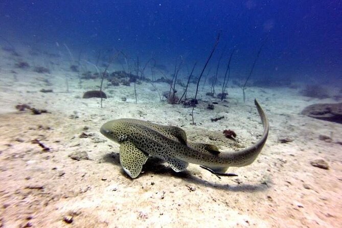 From Phi Phi: Half-Day Trip for Certified Divers (2 Dives) - Who will enjoy this trip most?