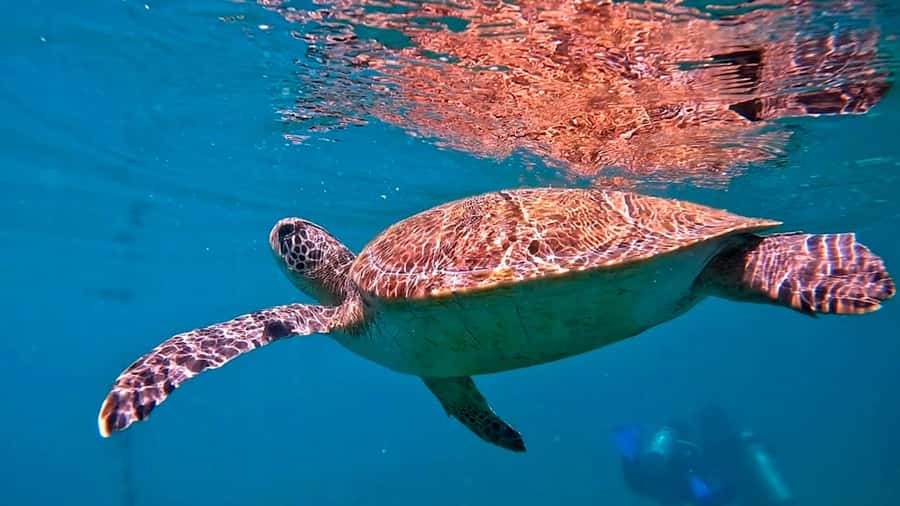 from Rio de Janeiro: Diving in Buzios - The lesson, equipment check, and first underwater session