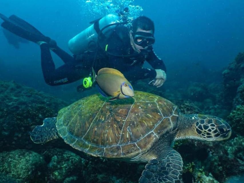 from Rio de Janeiro: Diving in Buzios - Guides, languages, and group size