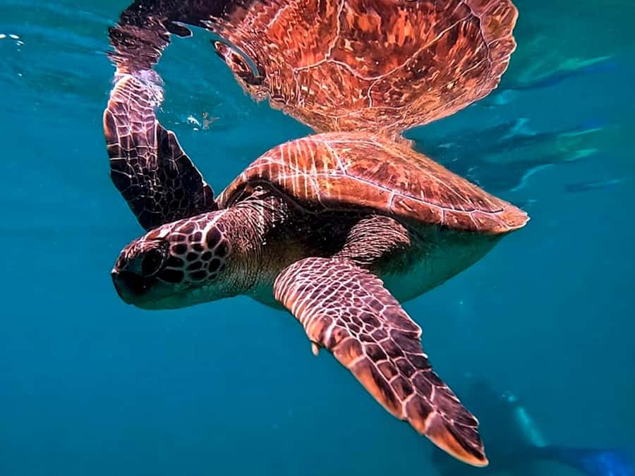 from Rio de Janeiro: Diving in Buzios - Arriving at João Fernandes Beach around noon