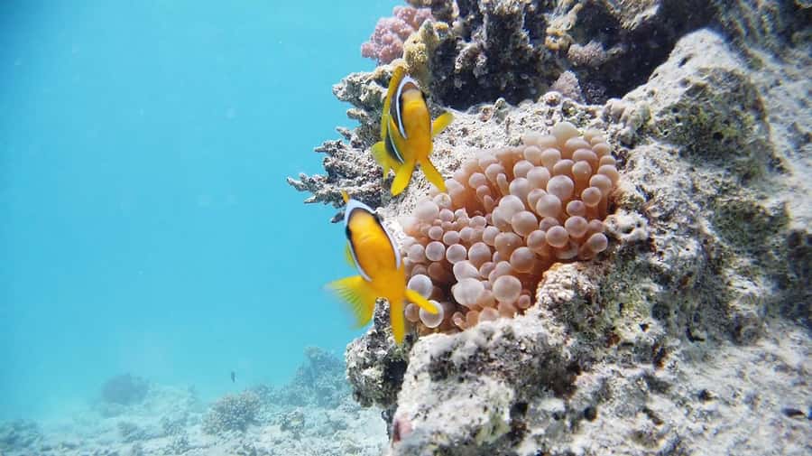 From Sharm: Luxury Diving cruise to Ras Mohammed with Lunch - What the $54 price gets you