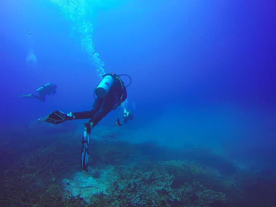 From Sharm: Luxury Diving cruise to Ras Mohammed with Lunch - The 90-minute surface break