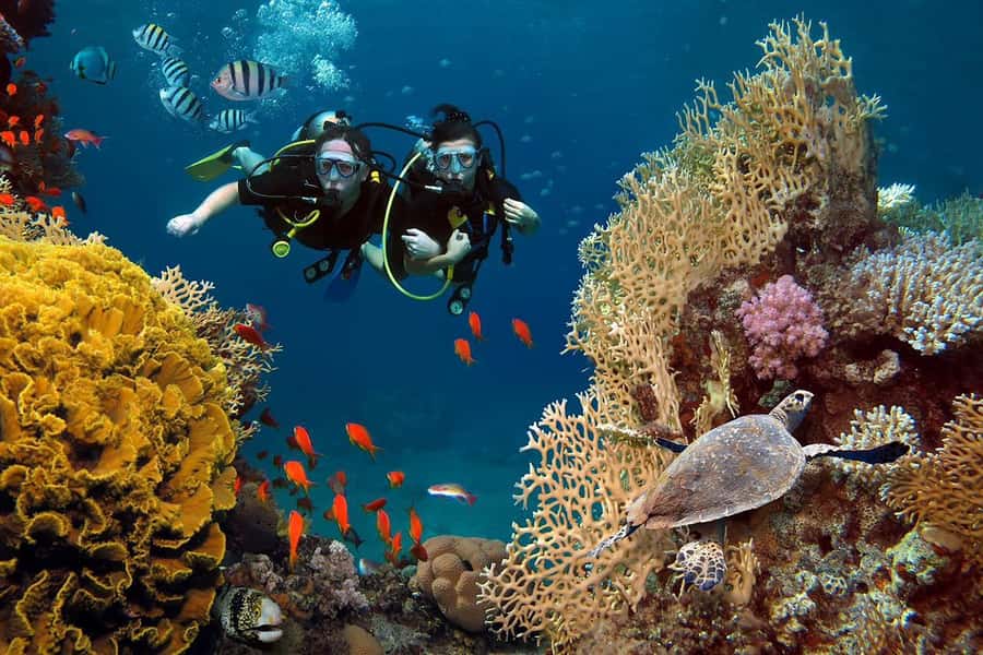 From Sharm: Luxury Diving cruise to Ras Mohammed with Lunch - The second reef and White Island