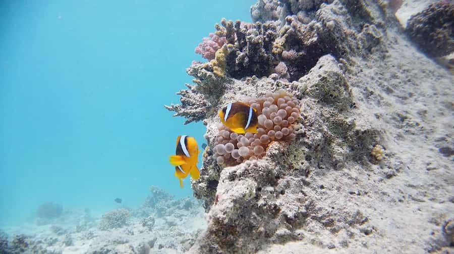 From Sharm: Luxury Diving cruise to Ras Mohammed with Lunch - Photo sales and extra costs