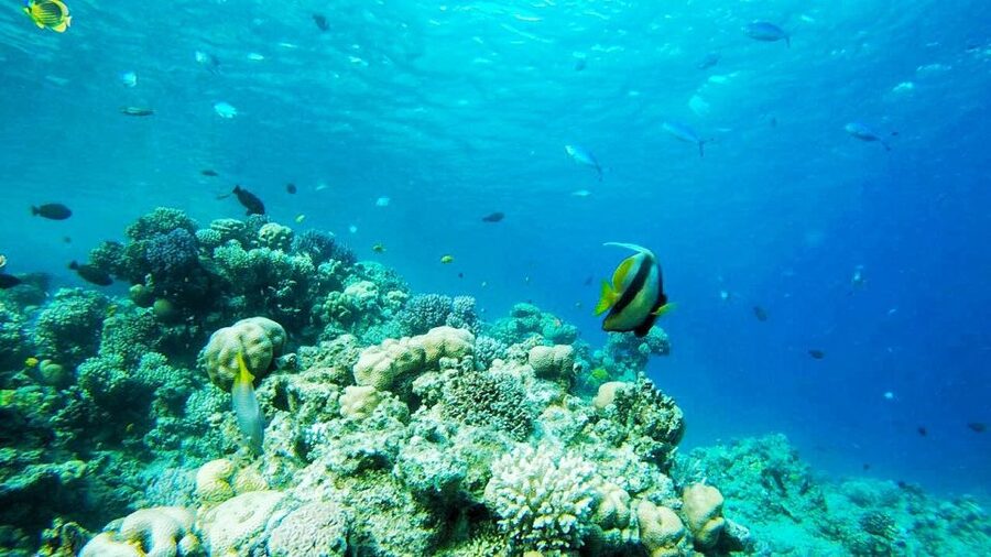 From Sharm or Dahab: Blue Hole & Canyon Sea Dive Experience - Why Blue Hole and Canyon make a strong pairing