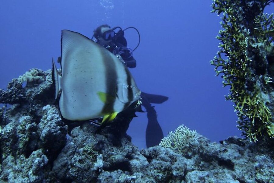 From Sharm or Dahab: Blue Hole & Canyon Sea Dive Experience - Blue Hole: a site for experienced certified participants