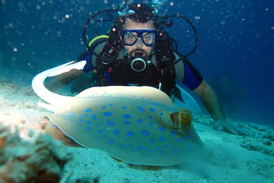 From Sharm: Ras Mohammed snorkeling cruise & optional diving - Price, booking choices, and practical value