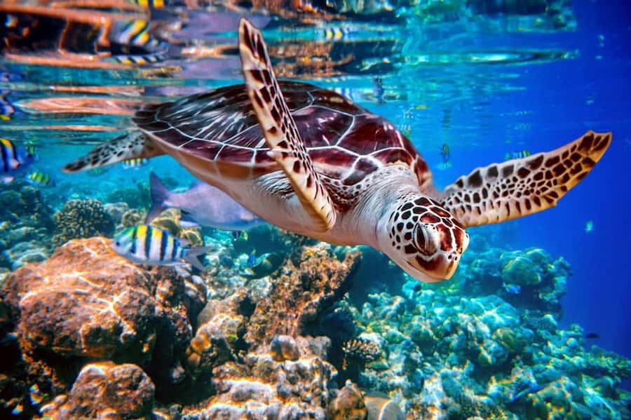 From Sharm: Ras Mohammed snorkeling cruise & optional diving - Sailing from Watanya Marina to Ras Mohammed
