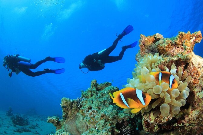 From Side, Alanya: Scuba Diving With 2 Time Dive & Lunch - What you see below the surface