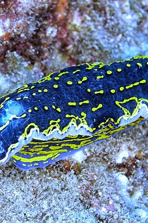 From Side: Guided Scuba Diving in Alanya w/ Lunch & Transfer - Key points to know before booking