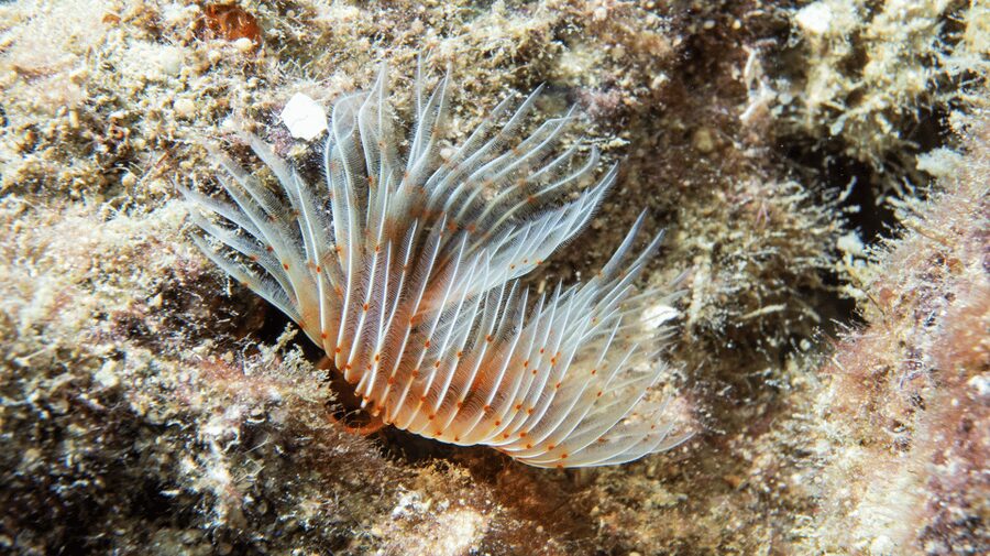 From Side: Guided Scuba Diving in Alanya w/ Lunch & Transfer - My verdict on this Alanya scuba outing