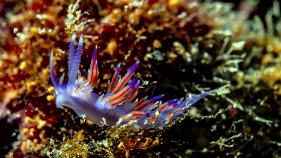 From Side: Guided Scuba Diving in Alanya w/ Lunch & Transfer - Practical advice for a smoother day