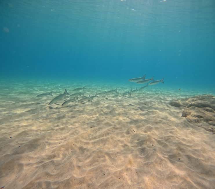 Fuerteventura: First Scuba Experience – Calm 1:1 Dive - Why the 1:1 Format Matters