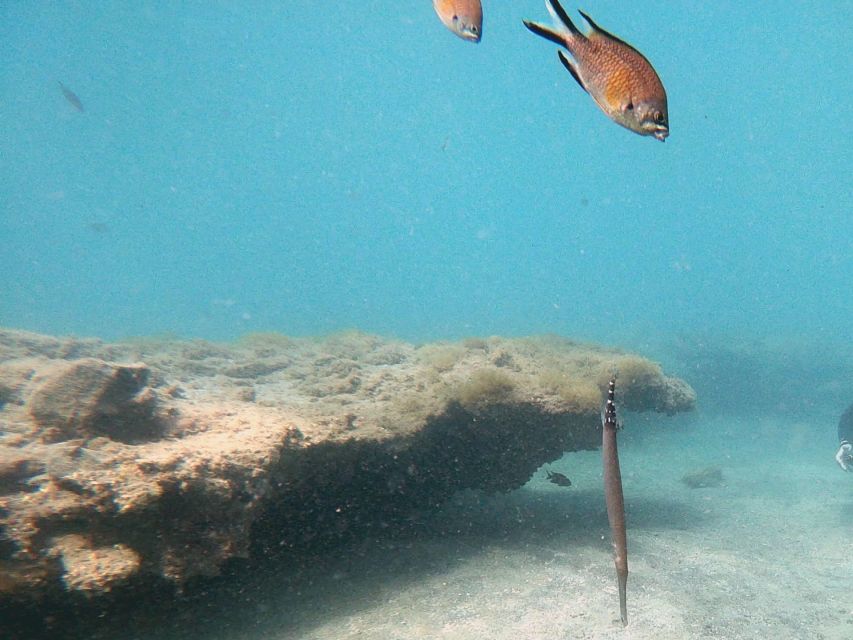 Fuerteventura: Introduction to Scuba Diving - Families, couples, and older children
