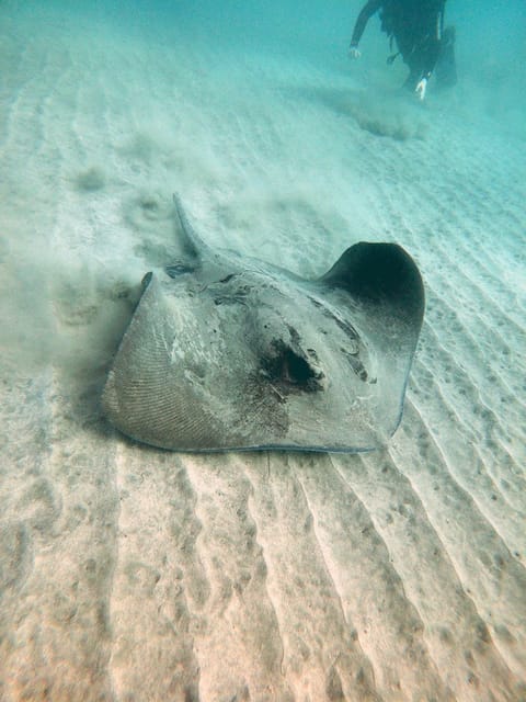 Fuerteventura: Introduction to Scuba Diving - Languages and communication underwater