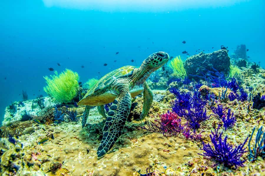 Fujairah: 2 Fun Dive Experience for Certified Divers - Getting Ready at Nemo Diving Center