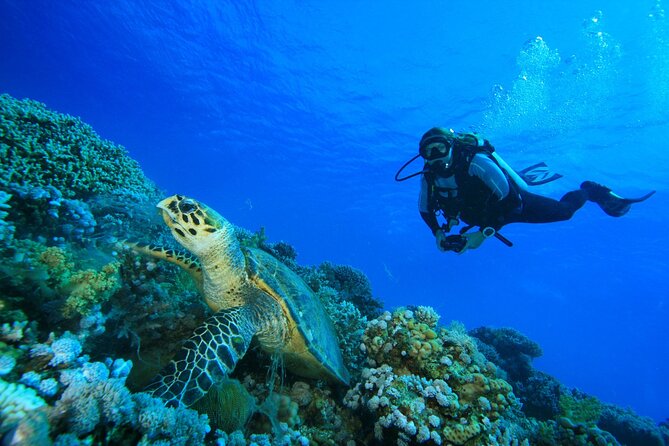 Full-Day Beginner Scuba Course with Private Tuition, Racha Yai - The second session is where confidence often grows
