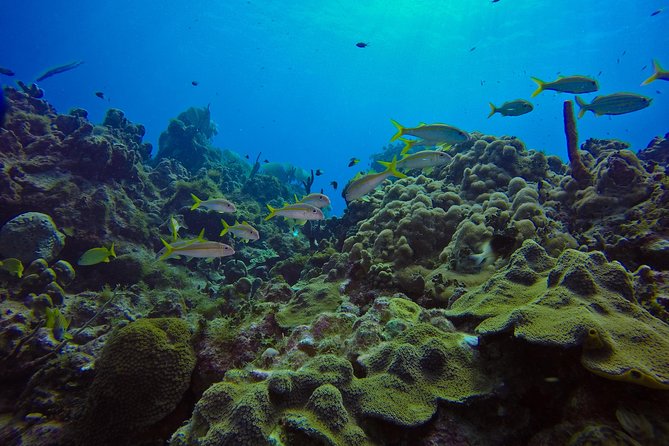 Full-Day Catalina Island Scuba Diving Tour from La Romana - Catalina beach time and the Dominican BBQ