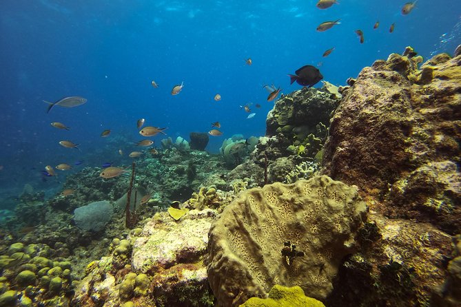 Full-Day Catalina Island Scuba Diving Tour from La Romana - The return cruise and the practical cost