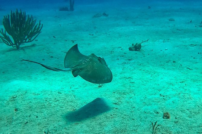 Full-Day Catalina Island Scuba Diving Tour from La Romana - Should you book the Catalina Island scuba tour?