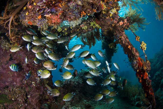 Full-Day Discover Scuba Diving Tour for Beginners in Tulamben - Lunch, hot drinks, and a useful pause
