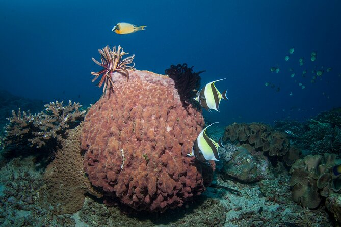 Full-Day Discover Scuba Diving Tour for Beginners in Tulamben - What the $154.95 price includes