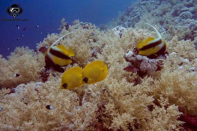 Full day diving with private guide, lunch drinks transportation - Two Red Sea sites in one day