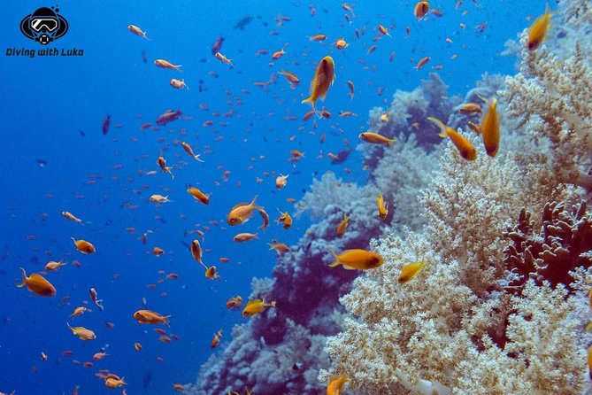 Full day diving with private guide, lunch drinks transportation - What the morning looks like