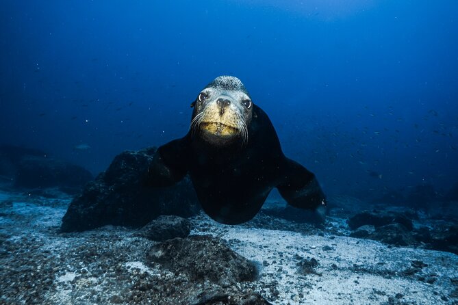 Full Day Private Scuba Diving in Espiritu Santo Island - La Lobera and the sea lions