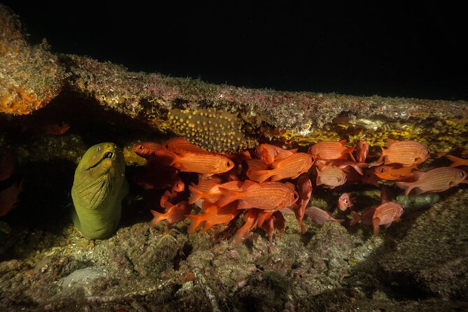 Full Day Private Scuba Diving in Espiritu Santo Island - Physical demands and who will enjoy it most