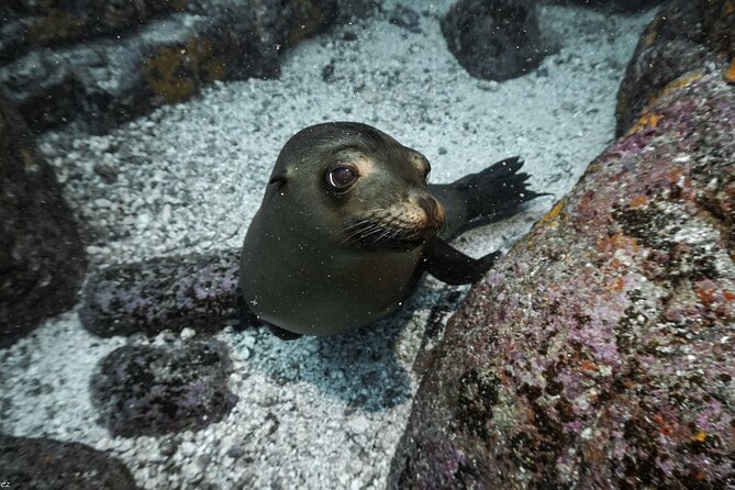 Full Day Private Scuba Diving in Espiritu Santo Island - The crew, safety, and service details