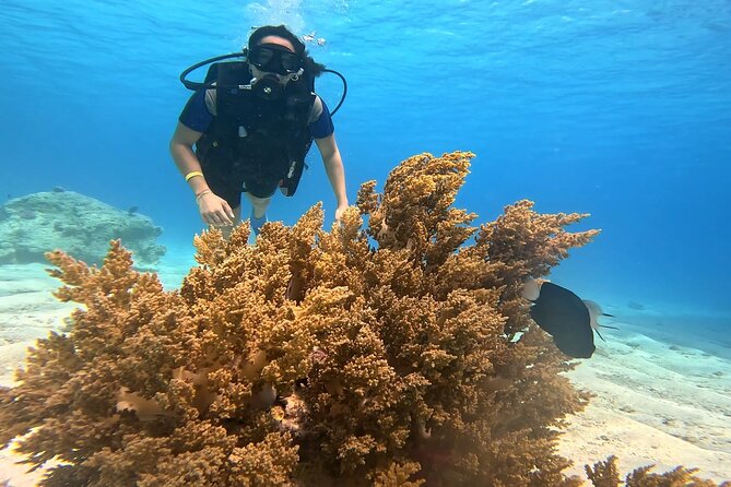 Full Day Scuba Diving Boat Trip for Professional Divers_Hurghada - Snorkeling for non-divers