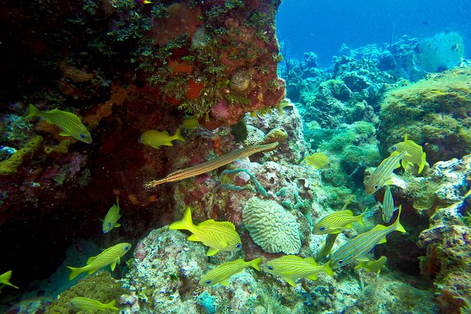 Full-Day Scuba Diving Catalina Island Tour from Bavaro - The Wall: coral, sea fans, and larger depth options