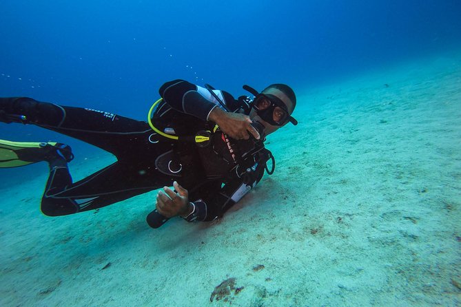 Full-Day Scuba Diving Catalina Island Tour from Bavaro - The Aquarium: clear water and smaller sea life