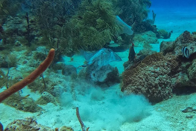 Full-Day Scuba Diving Catalina Island Tour from Bavaro - Catalina Island beach time after the water
