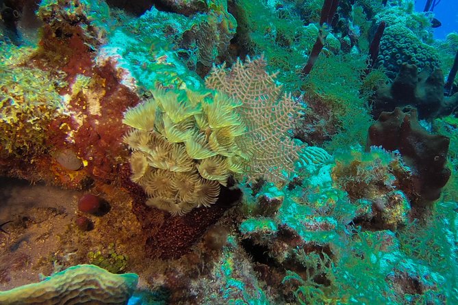 Full-Day Scuba Diving Catalina Island Tour from Bavaro - What the $130.50 price really covers