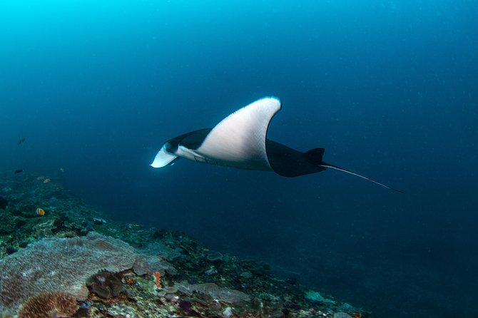 Fun Dive Nusa Penida Bali - For Certified Divers - Why Nusa Penida makes this a serious day out