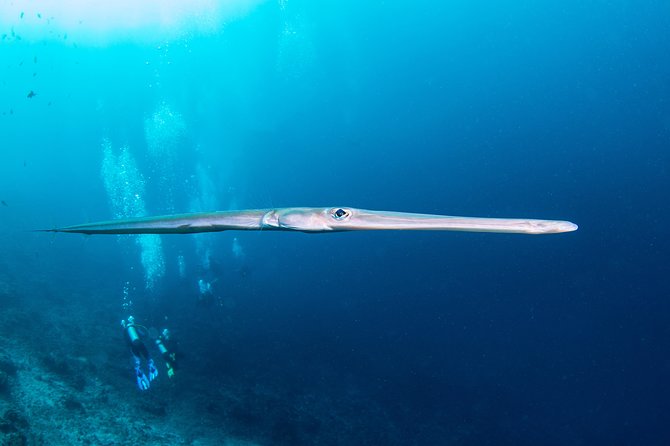 Fun Dive Nusa Penida Bali - For Certified Divers - Crystal Bay, clear water, and possible Mola Mola