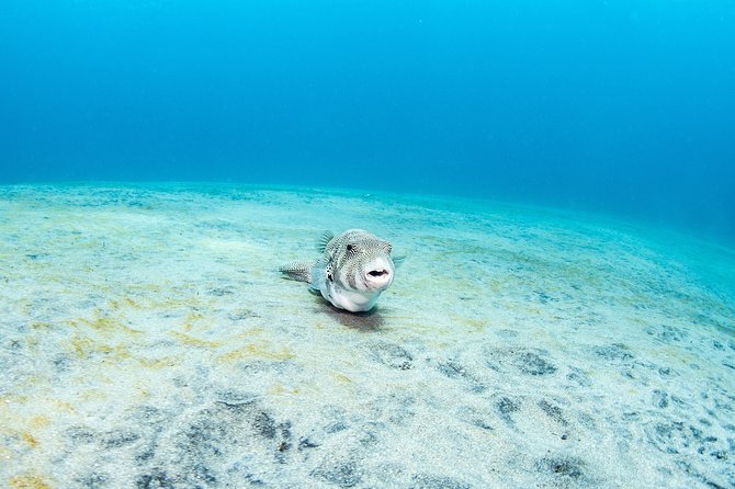 Fun Dive Nusa Penida Bali - For Certified Divers - SD and the northern coast drift
