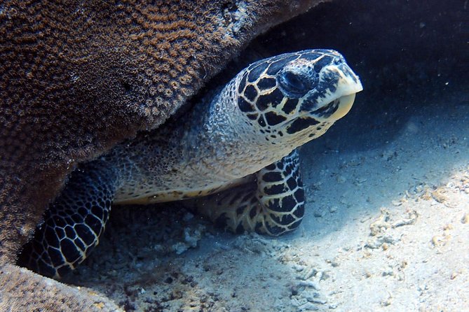 Fun Dive Nusa Penida Bali - For Certified Divers - What the guides add to the day