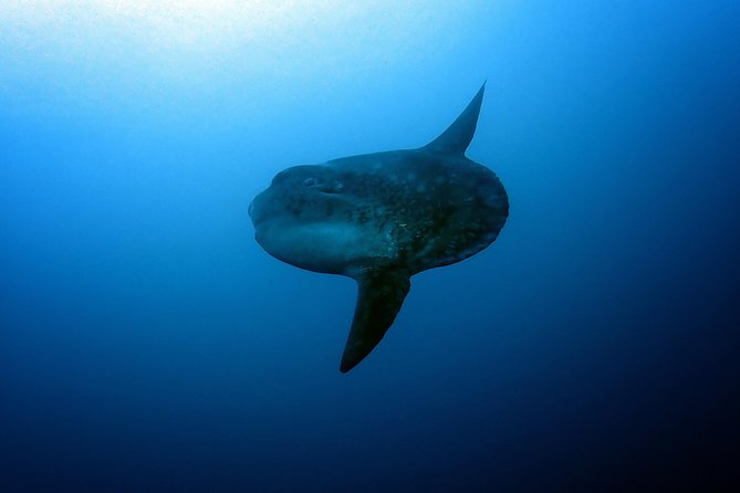 Fun Dive Nusa Penida Bali - For Certified Divers - Lunch, equipment, and what the price covers