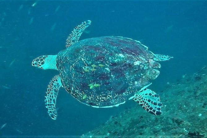Fun Dives For Certified Divers - Key points at a glance