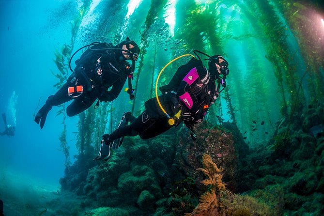 Fun Dives For Certified Divers - Timing, weather, and flexibility