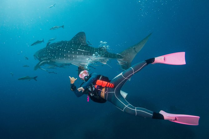 Fun Diving Packages (Certified Divers) - How the group size affects the experience