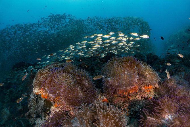 Fun Diving Packages (Certified Divers) - Is $71.71 good value?