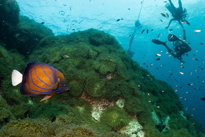 Fun Diving Packages (Certified Divers) - Pickup and arrival planning