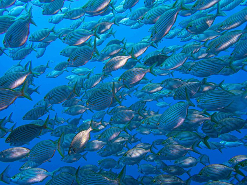 Funchal: Advanced Scuba Diving Afonso Cerqueira Wreck - Marine life on a protected artificial reef