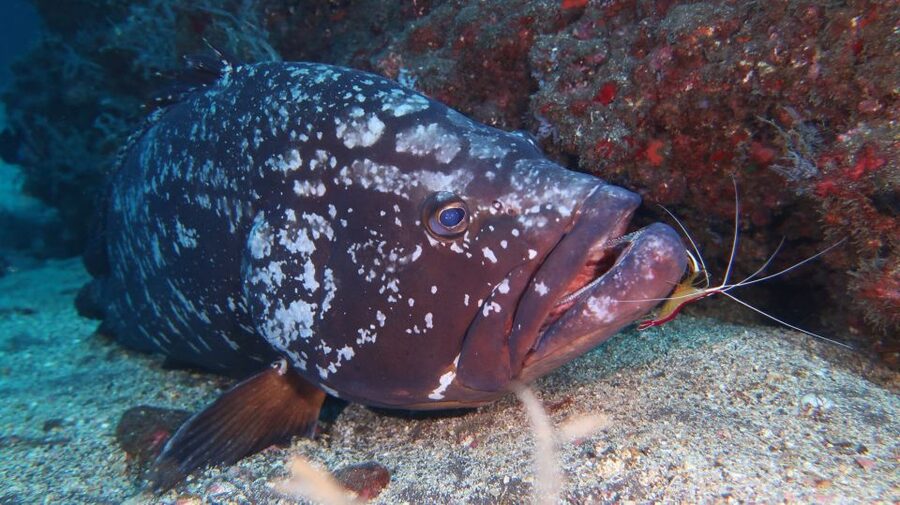 Funchal: Advanced Scuba Diving Afonso Cerqueira Wreck - What is included for $64